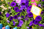 20032015_Hong Kong Flower Show_繁花似錦00070