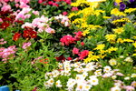20032015_Hong Kong Flower Show_繁花似錦00072