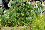 20032015_Hong Kong Flower Show_繁花似錦00073