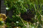 20032015_Hong Kong Flower Show_繁花似錦00077