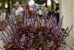 20032015_Hong Kong Flower Show_繁花似錦00081