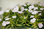20032015_Hong Kong Flower Show_繁花似錦00083