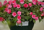 20032015_Hong Kong Flower Show_繁花似錦00084