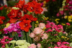 20032015_Hong Kong Flower Show_繁花似錦00085
