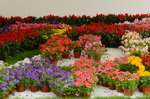 20032015_Hong Kong Flower Show_繁花似錦00086