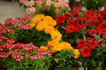 20032015_Hong Kong Flower Show_繁花似錦00087