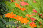 20032015_Hong Kong Flower Show_繁花似錦00089