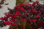 20032015_Hong Kong Flower Show_繁花似錦00094