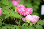 20032015_Hong Kong Flower Show_繁花似錦00096