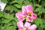 20032015_Hong Kong Flower Show_繁花似錦00097