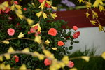 20032015_Hong Kong Flower Show_繁花似錦00098