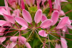 20032015_Hong Kong Flower Show_繁花似錦00100