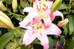 20032015_Hong Kong Flower Show_繁花似錦00103