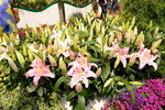 20032015_Hong Kong Flower Show_繁花似錦00104