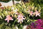 20032015_Hong Kong Flower Show_繁花似錦00105