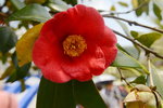 20032015_Hong Kong Flower Show_繁花似錦00106