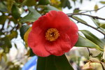 20032015_Hong Kong Flower Show_繁花似錦00107