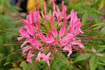 20032015_Hong Kong Flower Show_繁花似錦00108