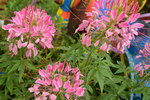 20032015_Hong Kong Flower Show_繁花似錦00109