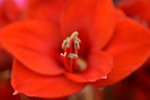 20032015_Hong Kong Flower Show_繁花似錦00112