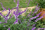 20032015_Hong Kong Flower Show_繁花似錦00113