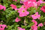 20032015_Hong Kong Flower Show_繁花似錦00118