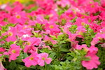 20032015_Hong Kong Flower Show_繁花似錦00119