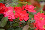 20032015_Hong Kong Flower Show_繁花似錦00120
