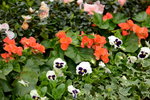 20032015_Hong Kong Flower Show_繁花似錦00121