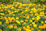 20032015_Hong Kong Flower Show_繁花似錦00122