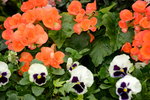 20032015_Hong Kong Flower Show_繁花似錦00123