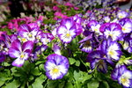 20032015_Hong Kong Flower Show_繁花似錦00124