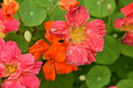 20032015_Hong Kong Flower Show_繁花似錦00126