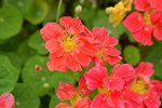 20032015_Hong Kong Flower Show_繁花似錦00127