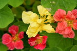 20032015_Hong Kong Flower Show_繁花似錦00128