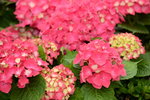 20032015_Hong Kong Flower Show_繁花似錦00129