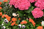 20032015_Hong Kong Flower Show_繁花似錦00130
