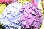 20032015_Hong Kong Flower Show_繁花似錦00132