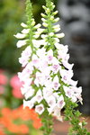 20032015_Hong Kong Flower Show_繁花似錦00133