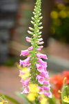 20032015_Hong Kong Flower Show_繁花似錦00134