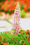 20032015_Hong Kong Flower Show_繁花似錦00135