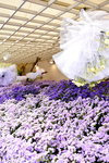20032015_Hong Kong Flower Show_Ikebena Club00072