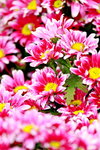 25032015_Hong Kong Flower Show_Kiku菊花00001