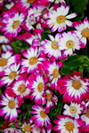 25032015_Hong Kong Flower Show_Kiku菊花00003