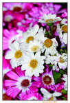 25032015_Hong Kong Flower Show_Kiku菊花00004