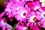 25032015_Hong Kong Flower Show_Kiku菊花00005
