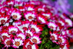 25032015_Hong Kong Flower Show_Kiku菊花00006