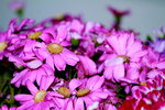 25032015_Hong Kong Flower Show_Kiku菊花00007