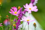 25032015_Hong Kong Flower Show_Kiku菊花00008