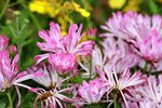 25032015_Hong Kong Flower Show_Kiku菊花00009